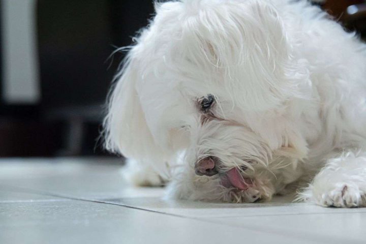 Razones ambientales para lamerse las patas