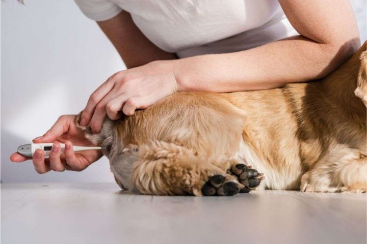 Normale Temperatur für Hunde