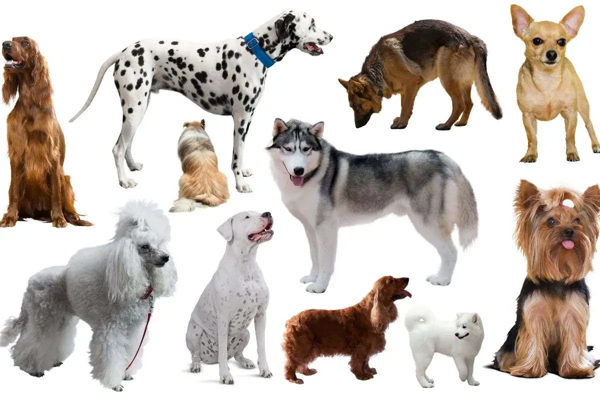 How Many Dogs Can You Have