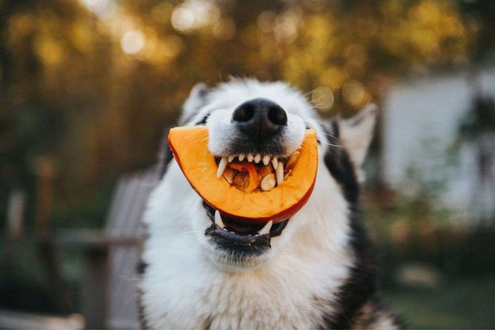 pumpkin for dogs