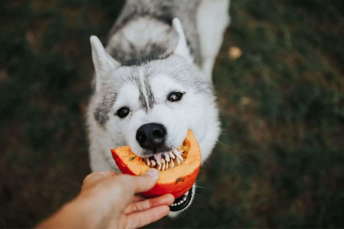 Cuanta calabaza darle a un perro