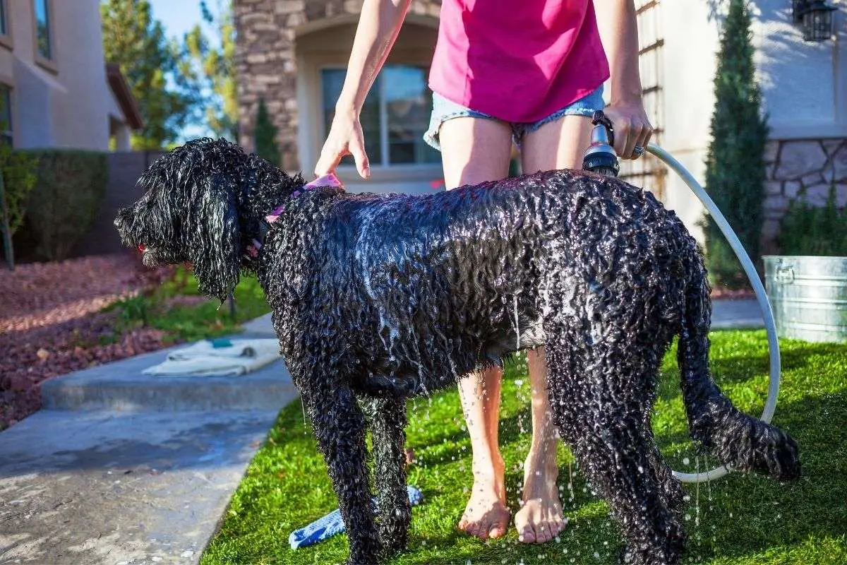 How Often Should You Wash Your Dog? Walkies and Whiskers