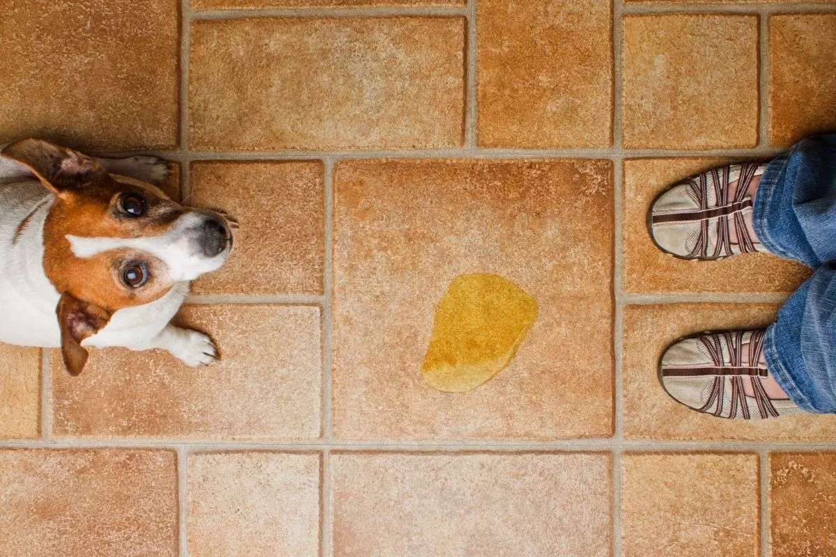 How To Get Dog Pee Out Of Carpet Walkies and Whiskers