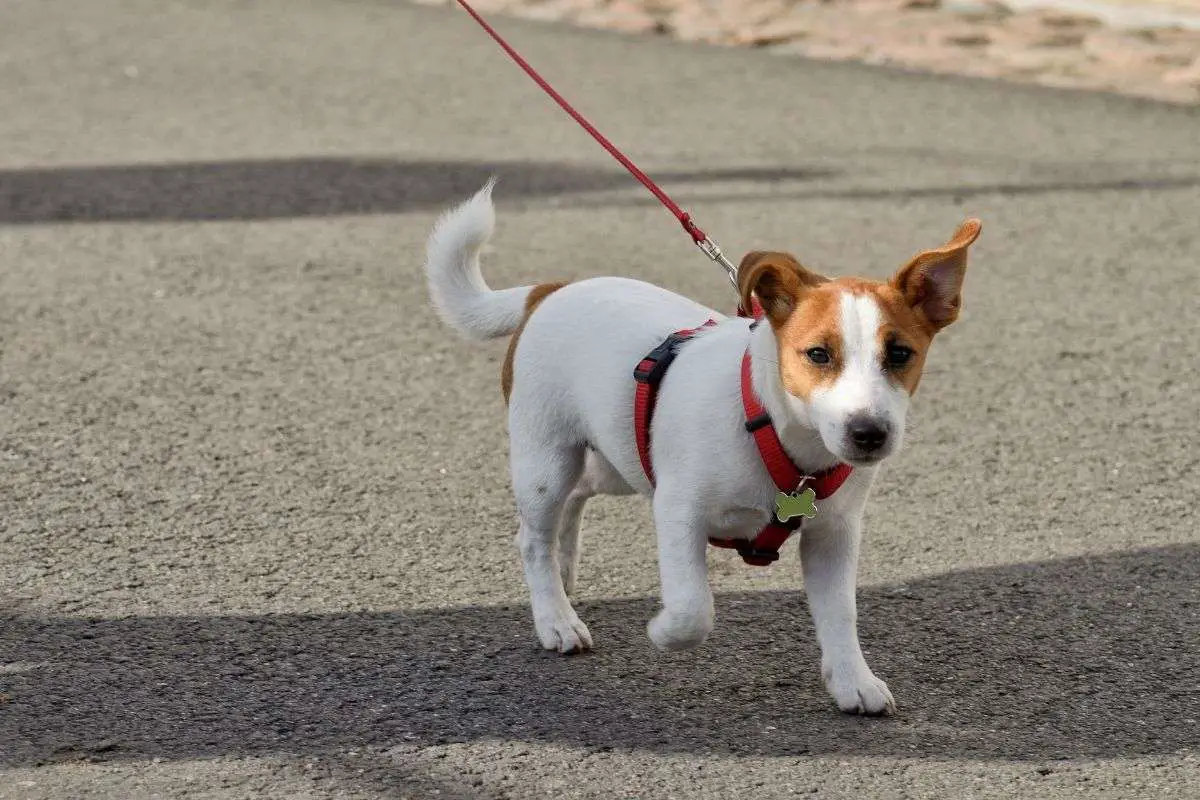 How To Leash Train A Dog Walkies and Whiskers