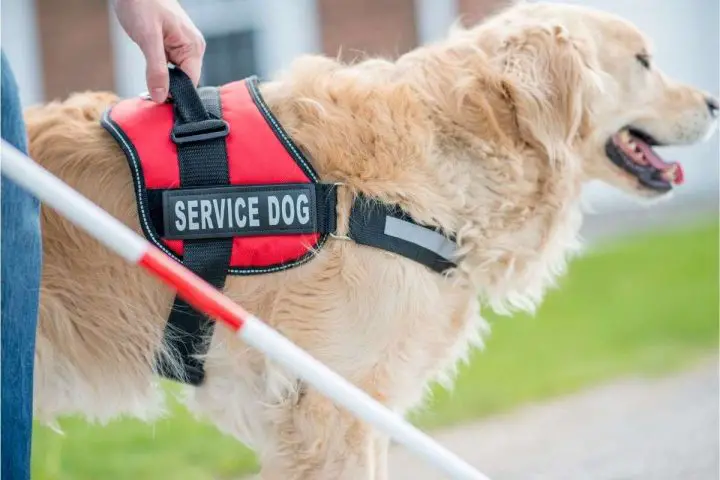 Cómo convertir a tu perro en un perro de servicio