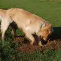 Comment empêcher un chien de creuser