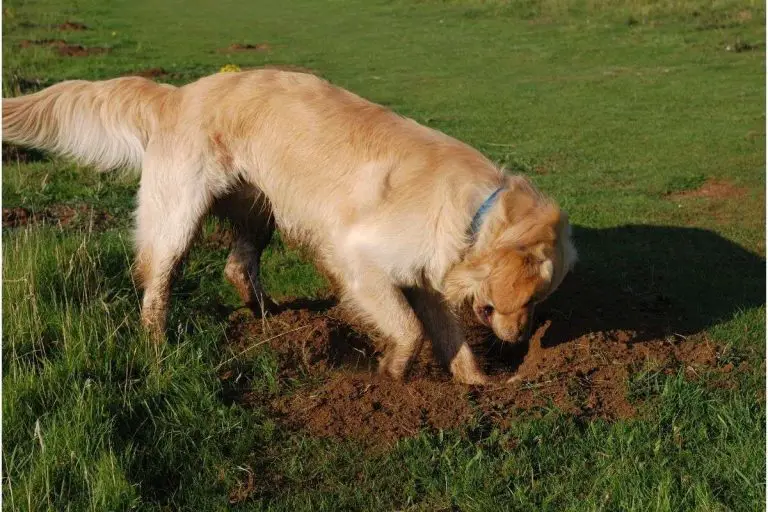 Cómo evitar que un perro cave