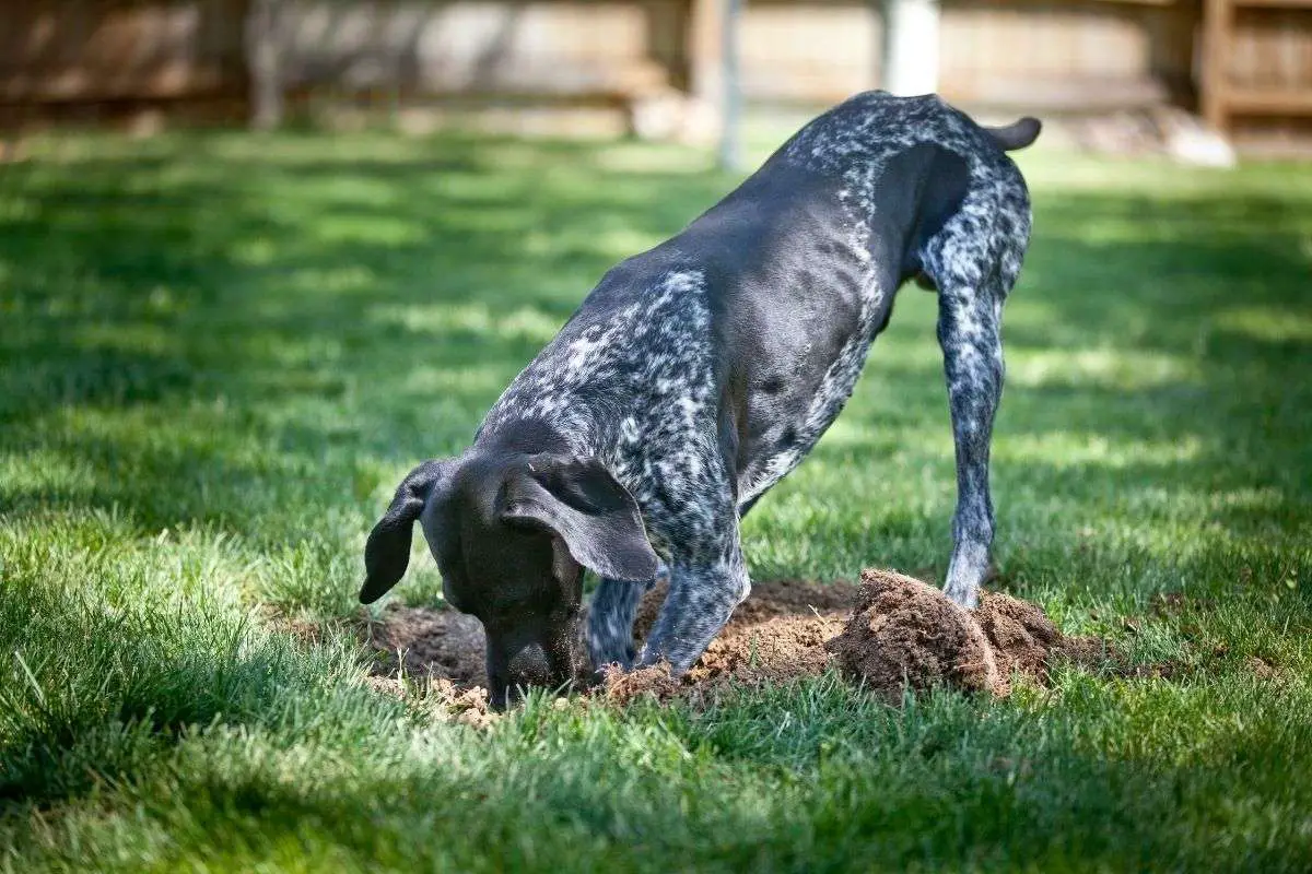 Come impedire al tuo cane di scavare