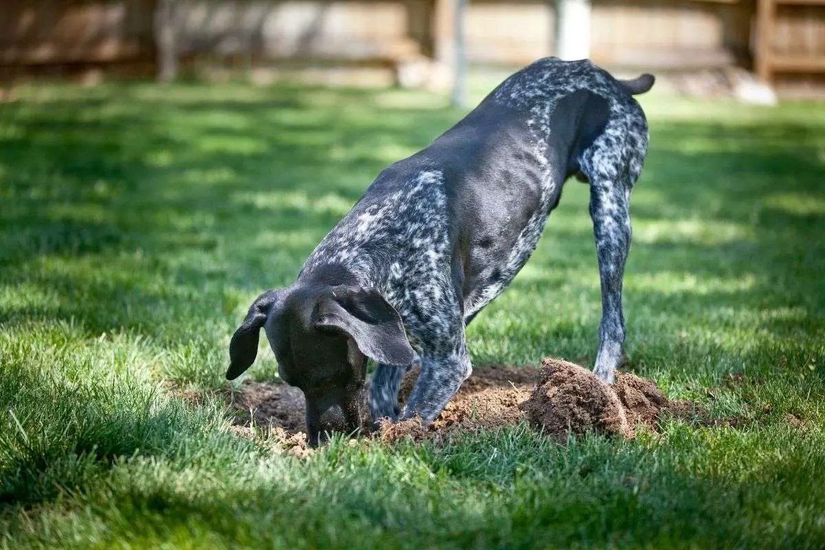 So verhindern Sie, dass Ihr Hund gräbt