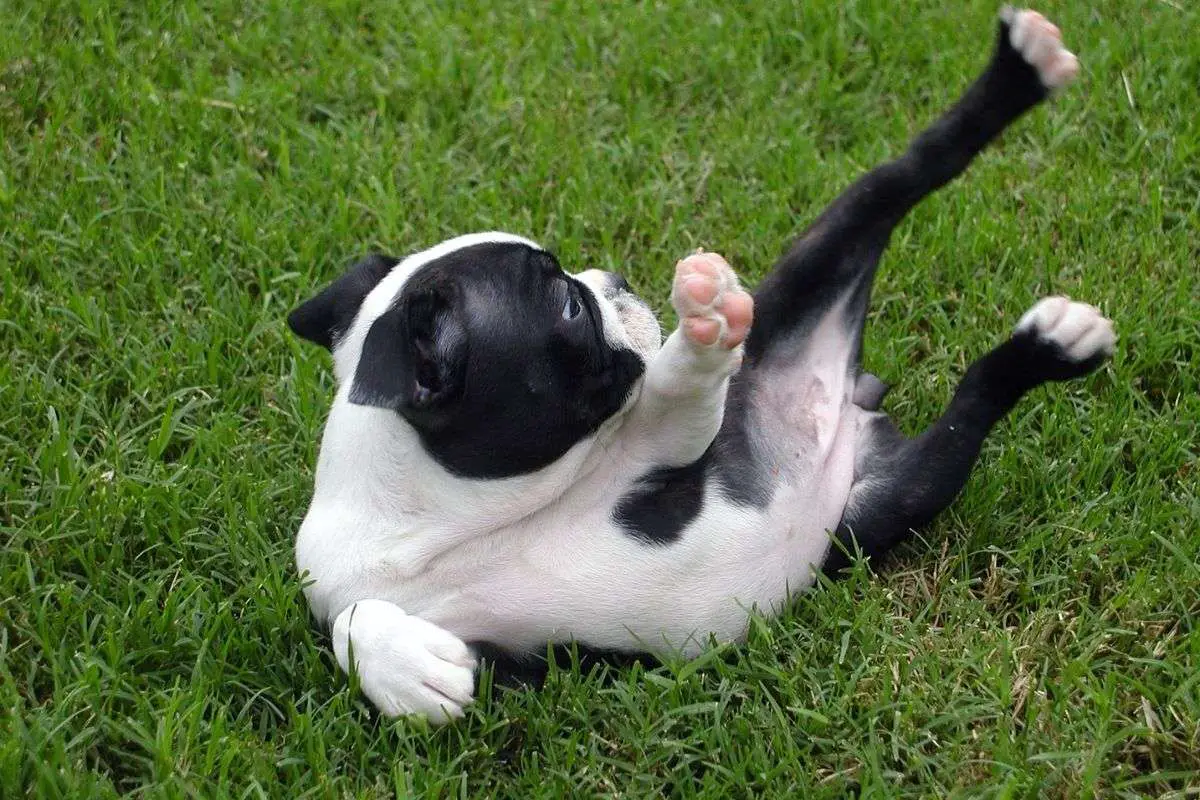 How To Teach A Dog To Roll Over Walkies and Whiskers