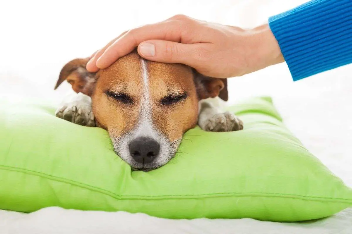 How To Tell If A Dog Has A Fever Walkies and Whiskers