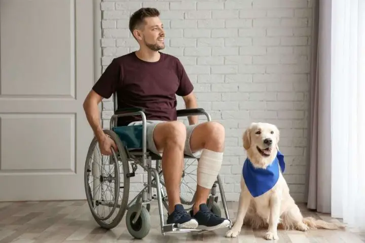 Laws And Requirements for service dog
