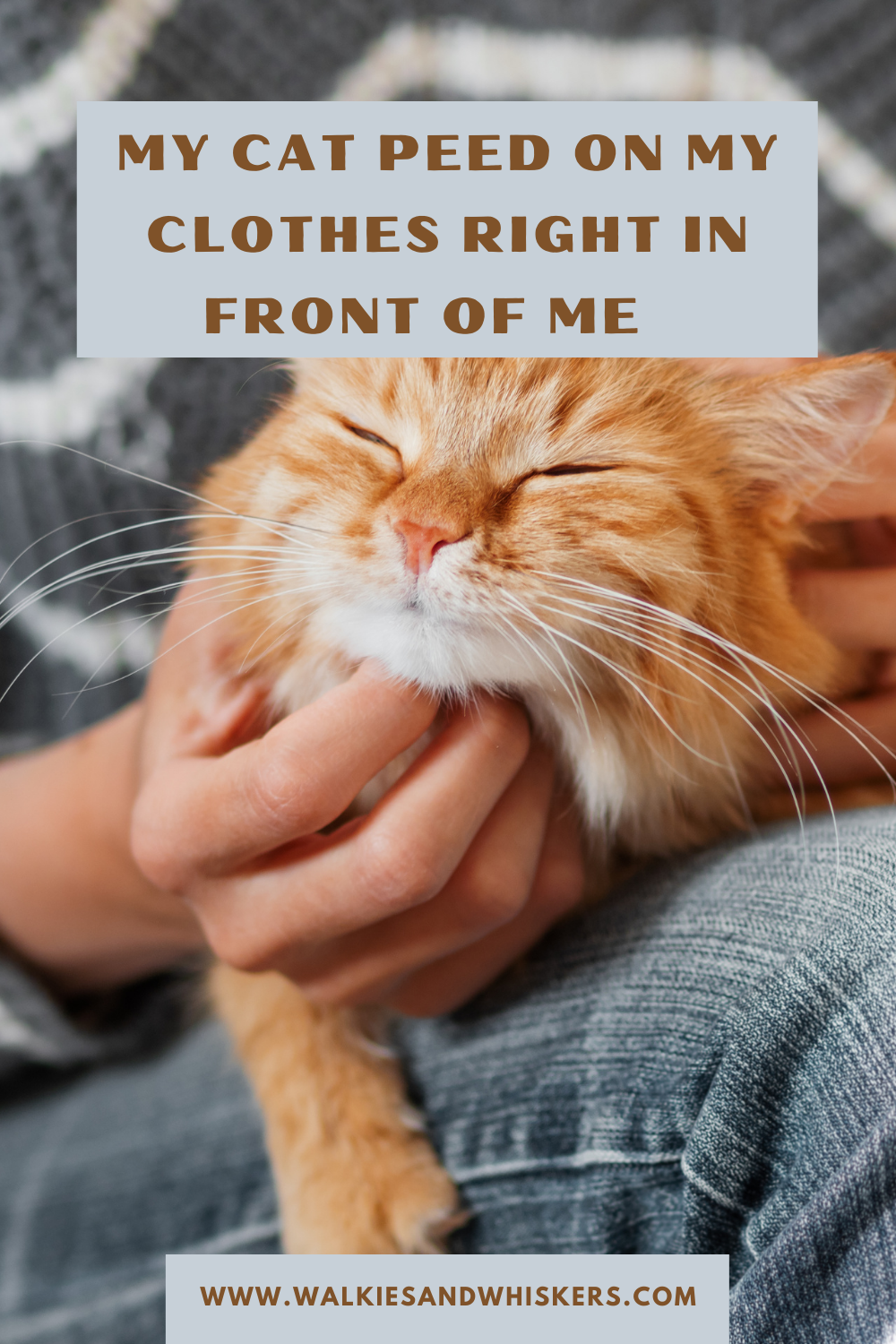 My Cat Peed on My Clothes Right in Front of Me Walkies and Whiskers