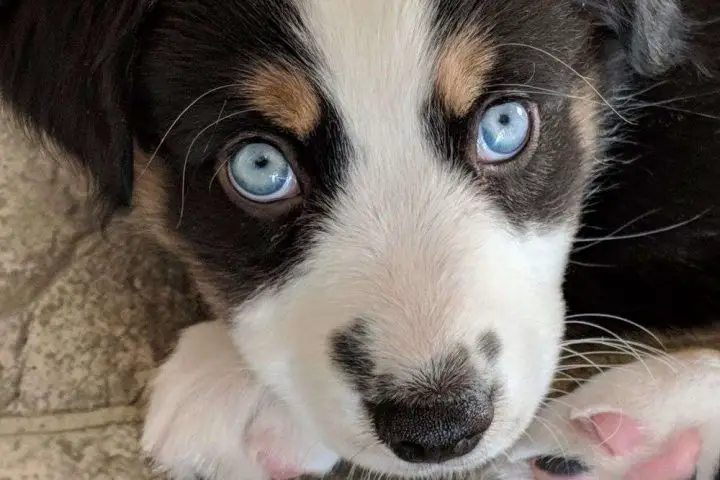 Cambio de color de ojos de cachorro