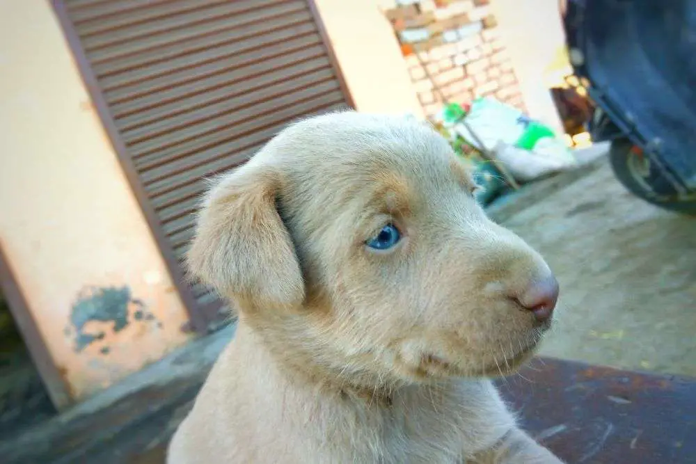 Cambio de color de ojos de cachorro