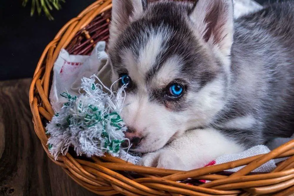 puppy-eye-color-change-what-to-expect-walkies-and-whiskers