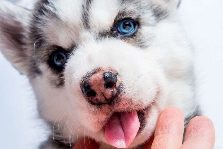 cambio de color de ojos de cachorro