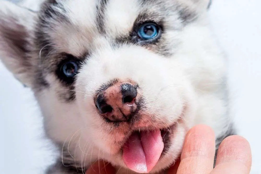Puppy Eye Color Change