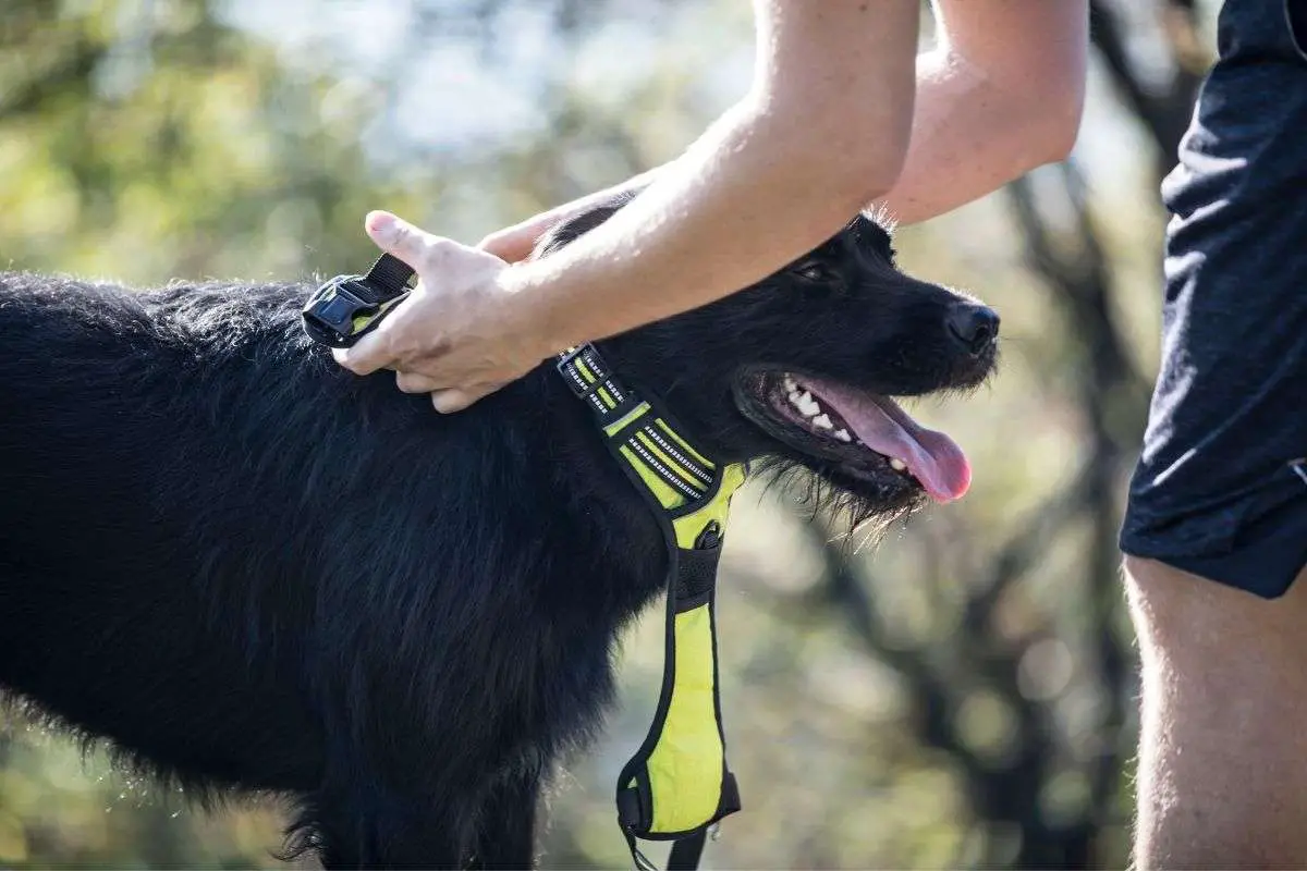 Putting On A Front-Clip Harness