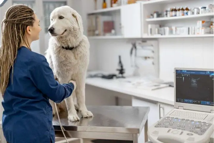 Dovresti confermarlo con un veterinario