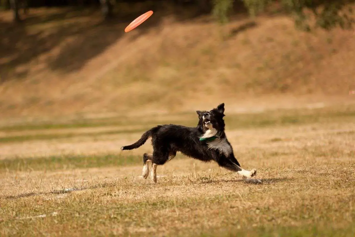 caninos deportivos