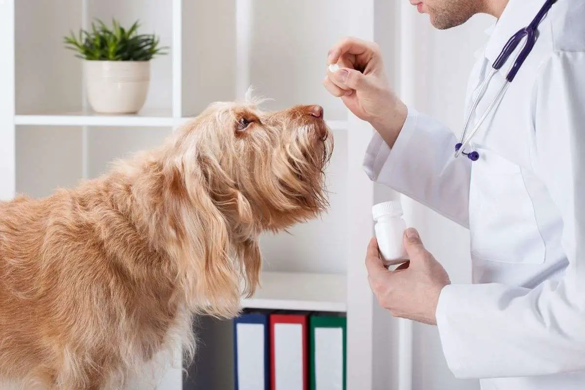 Supplements for dog pain