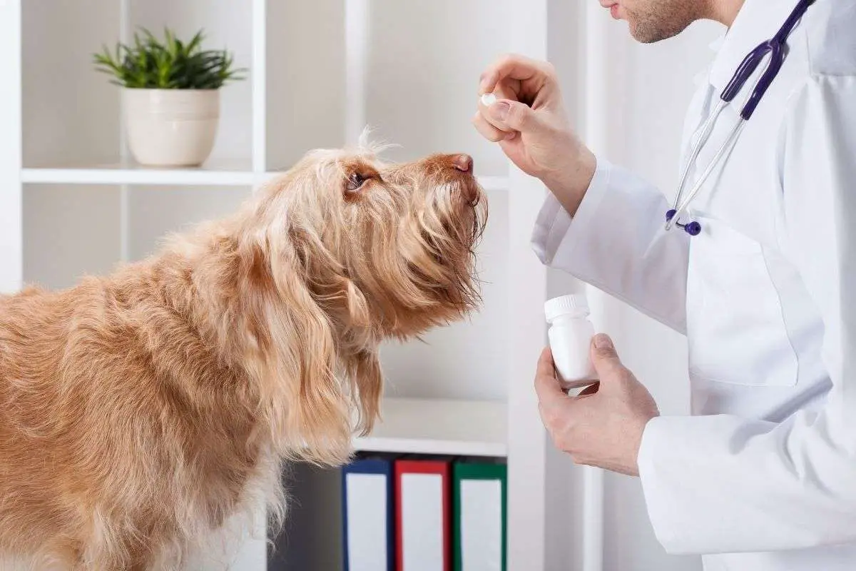 Suppléments pour la douleur du chien