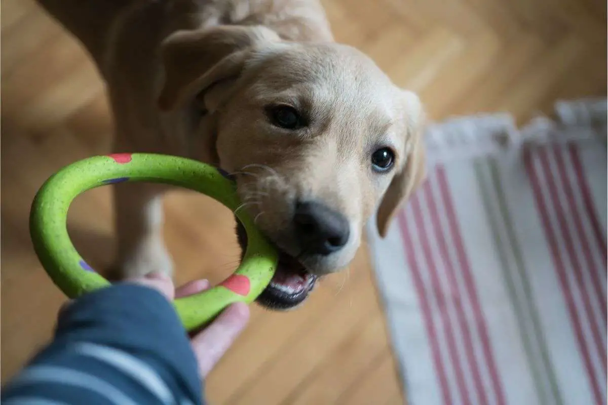 Utilisez les jouets comme distraction