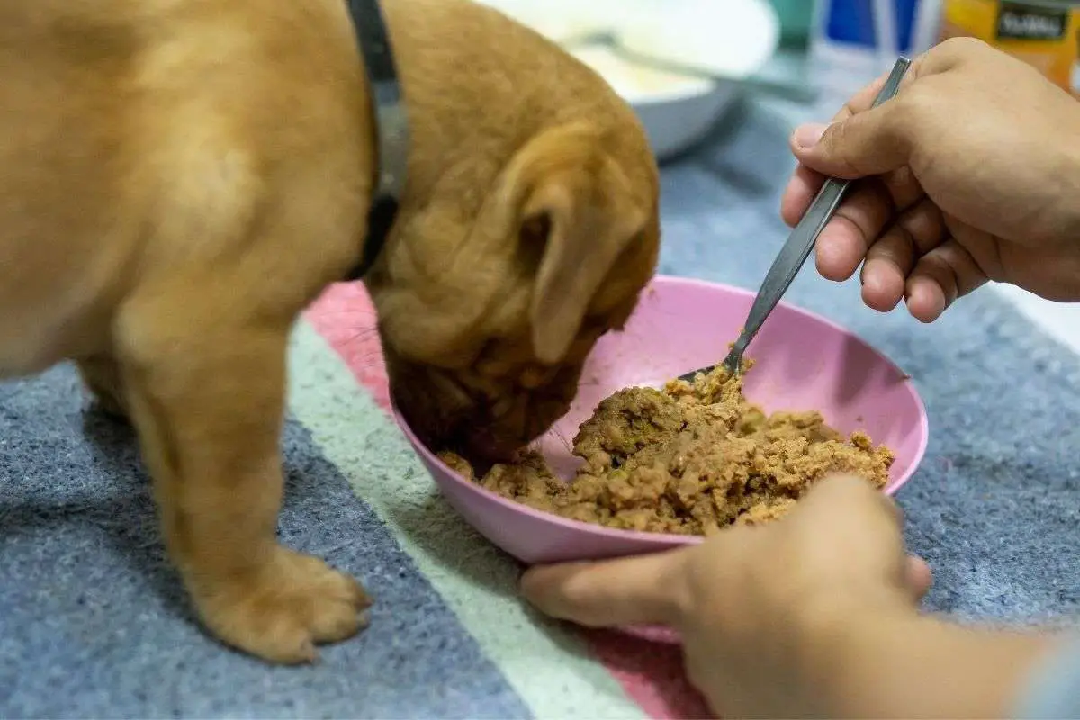 Welche Behandlungsmöglichkeiten gibt es bei Verstopfung bei Hunden?