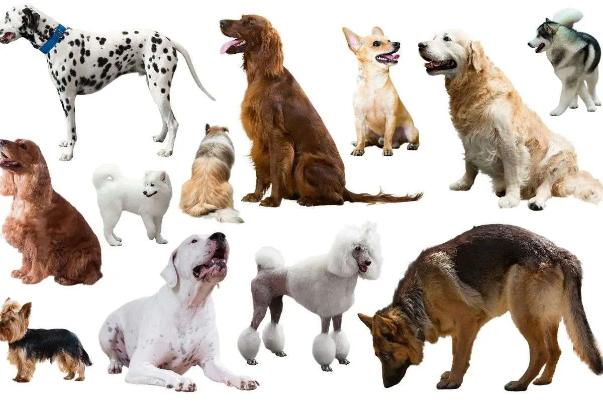 What Dog Breeds Need More Frequent Visits? 