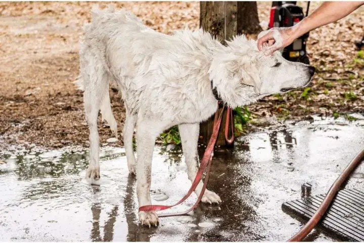 À quelle fréquence devez-vous laver votre chien ?