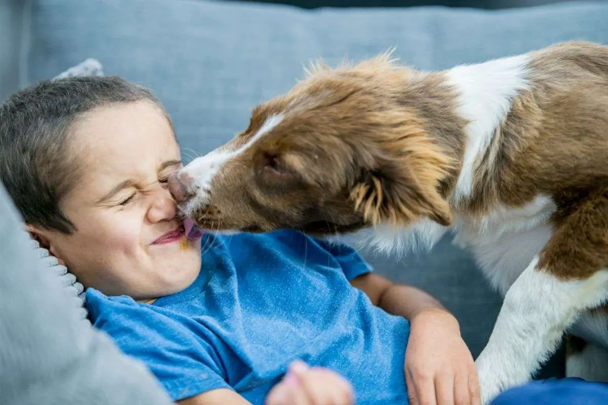 Why Does My Dog Lick Everything? Walkies and Whiskers