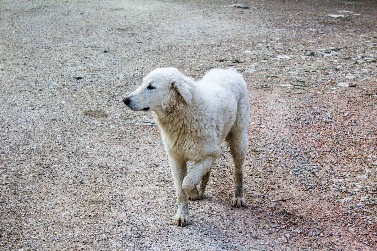 ¿Por qué mi perro cojea?