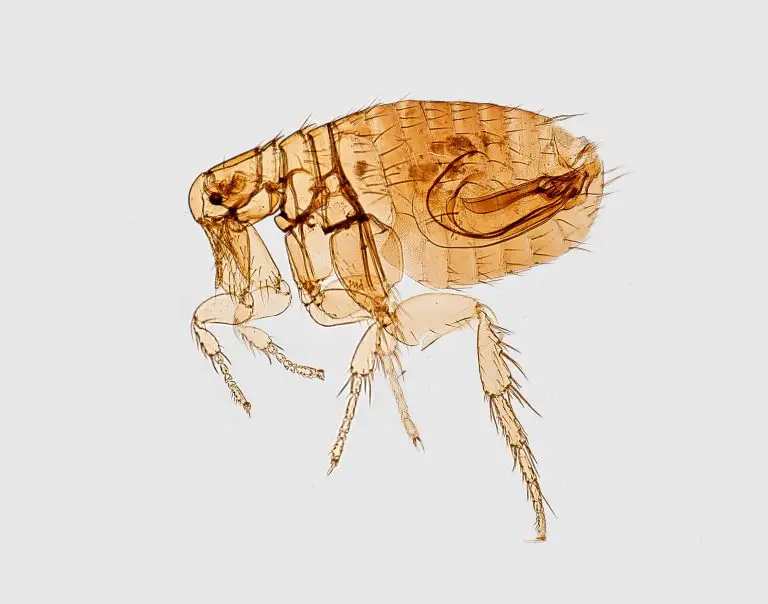 cat fleas vs dog fleas