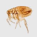 cat fleas vs dog fleas