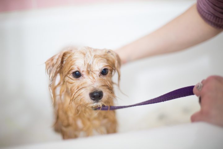 traitement puces chat et chien