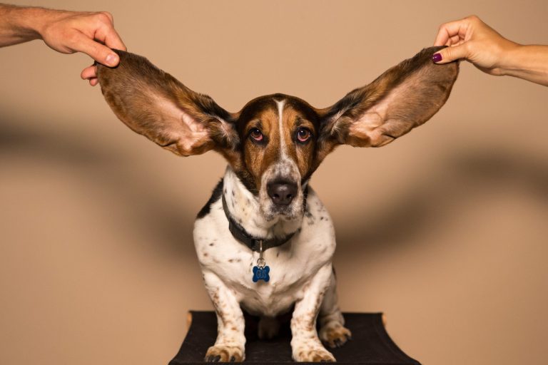 kokosöl gegen hundeohrentzündung