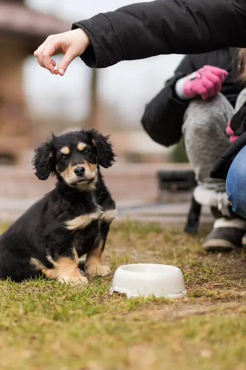 dürfen hunde schwarzen reis essen