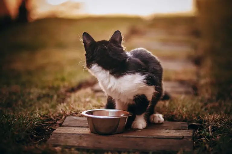 chat a arrêté de manger de la nourriture humide