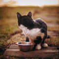cat stopped eating wet food