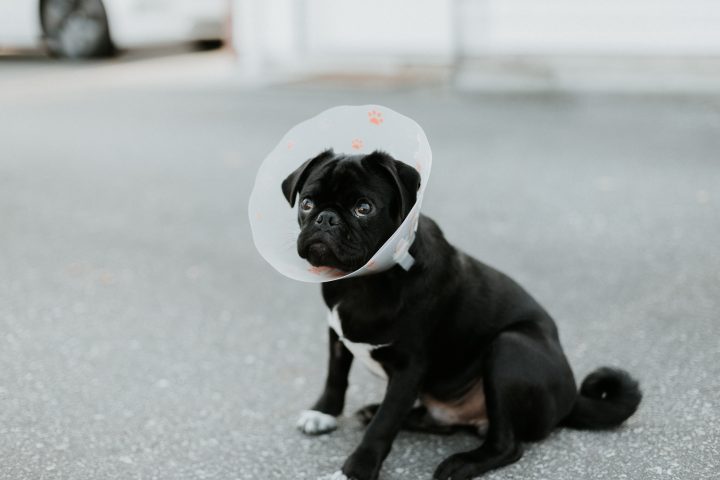 Wie behandle ich den geschwollenen Ellenbogen meines Hundes?