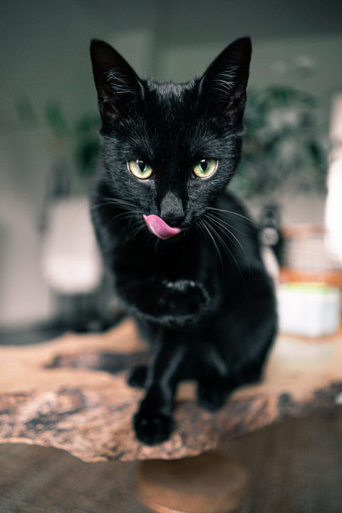 Il gatto nero guarda dritto nella telecamera