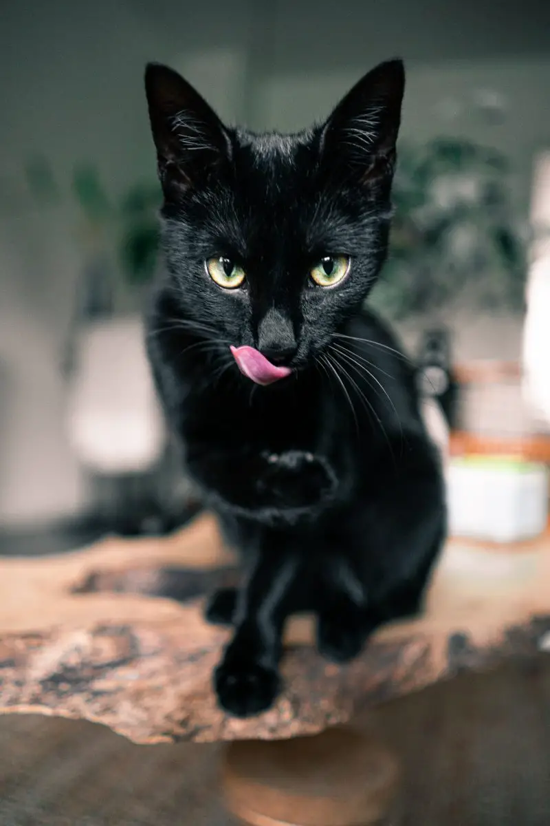 El gato negro mira directamente a la cámara.