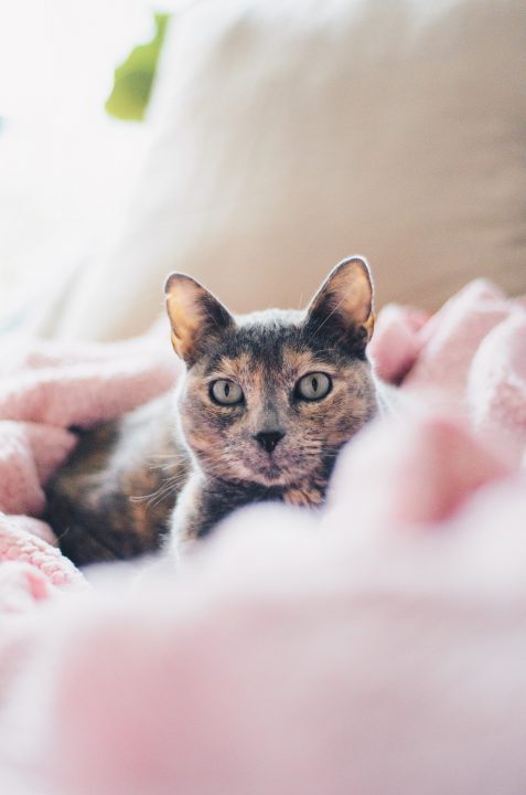 Katze pinkelt auf Kleidung