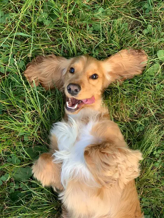 Brauner und weißer langhaariger kleiner Hund, der auf grünem Gras liegt