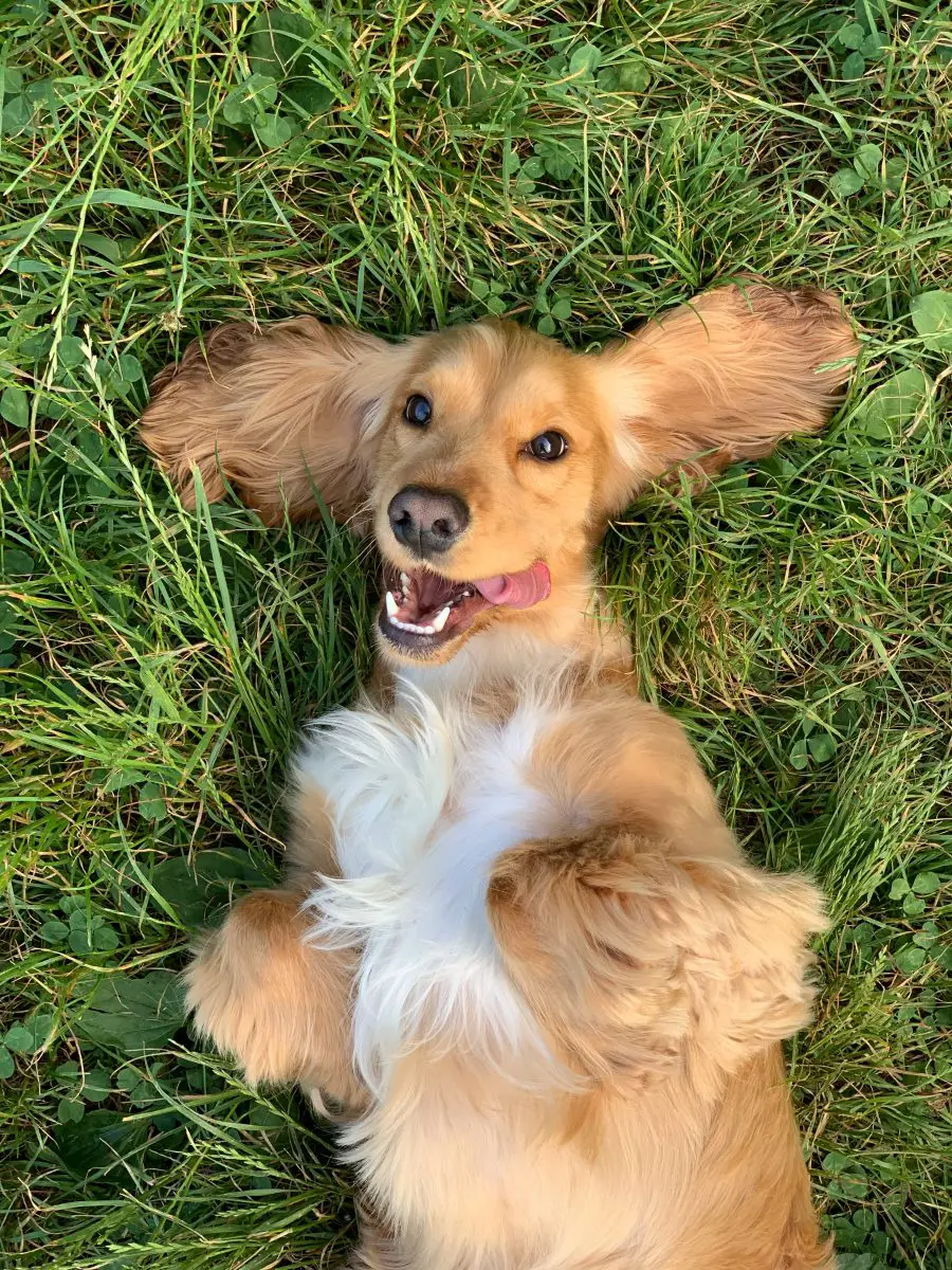 perro pequeño marrón y blanco de pelo largo tirado en la hierba verde
