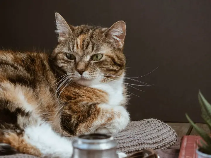 chat tigré marron et blanc sur textile blanc