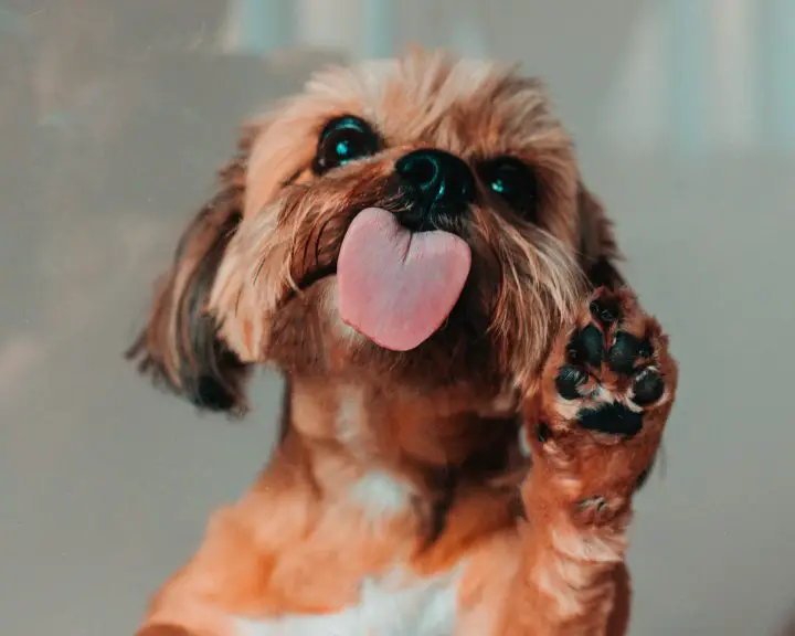 Brown dog licking