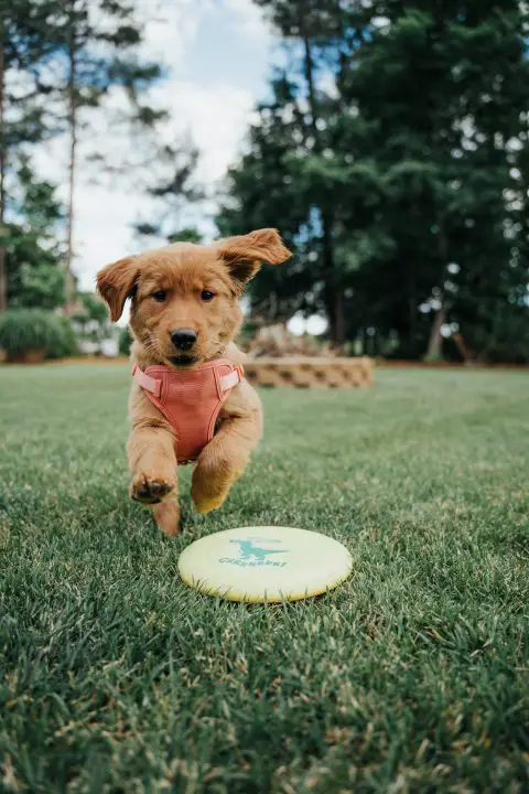 chiot à poil court brun sur un champ d'herbe verte pendant la journée