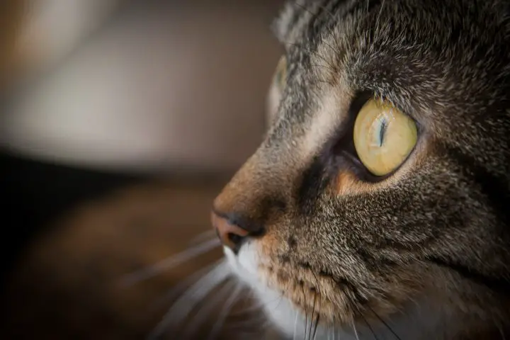 Perché il mio gatto perde il pelo intorno agli occhi?